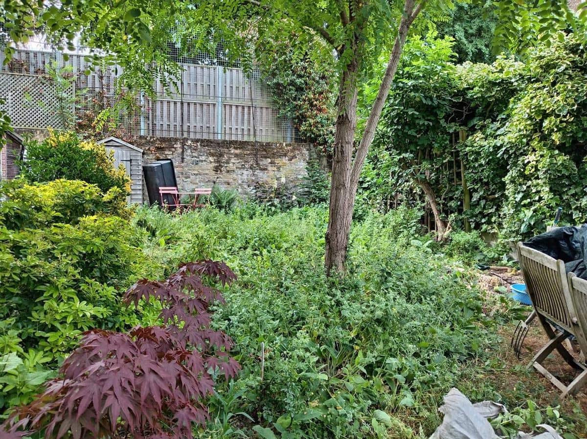 Overgrown North London back garden before — dense weeds and brambles choking the ground beneath a mature tree